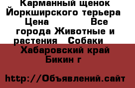 Карманный щенок Йоркширского терьера › Цена ­ 30 000 - Все города Животные и растения » Собаки   . Хабаровский край,Бикин г.